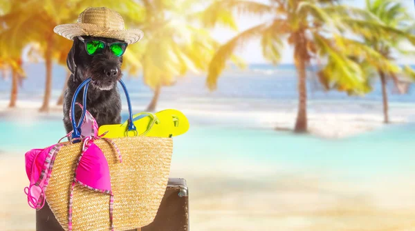 Funny summer black dog with summer accessories.