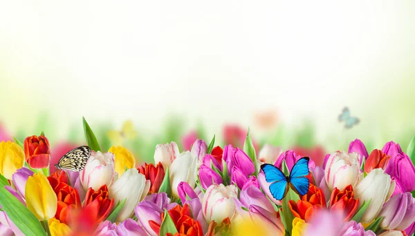 Tulips over blurred green background