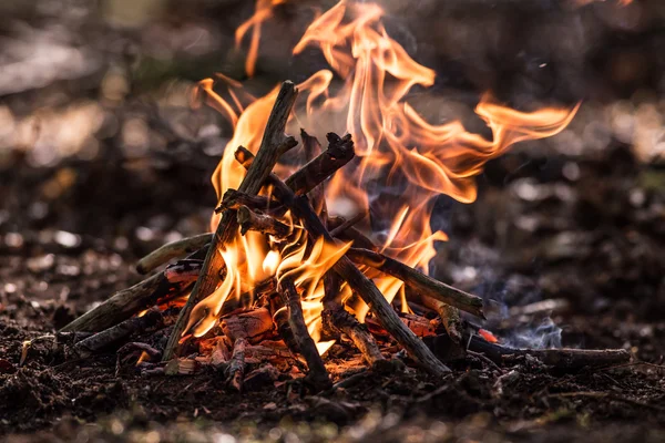 Bonfire in spring forest