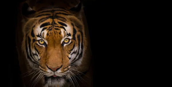 Sumatran Tiger close-up.