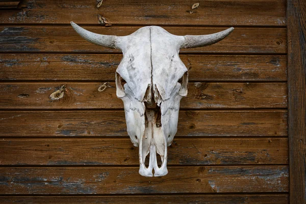 Trophy animal skull hanging on wooden wall