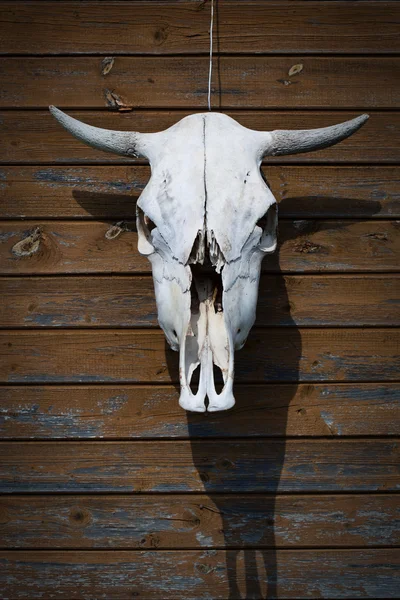 The bull's skull hanging on the wooden brown wall as a hunting trophy