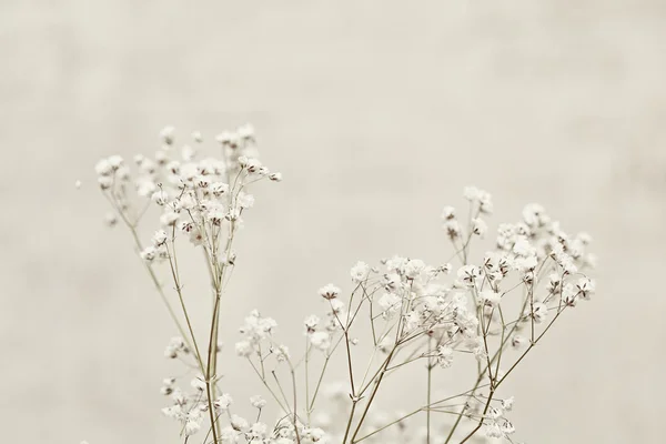 Gypsophila (Baby's-breath flowers), light, airy masses of small white flowers.