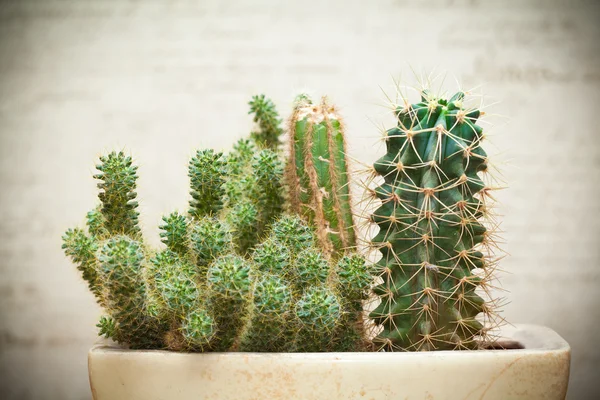 Home cactus in a pot