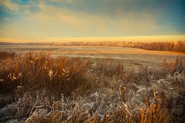 Beautiful winter landscape at sunset. Field, forest, dry grass in the frost in the foreground