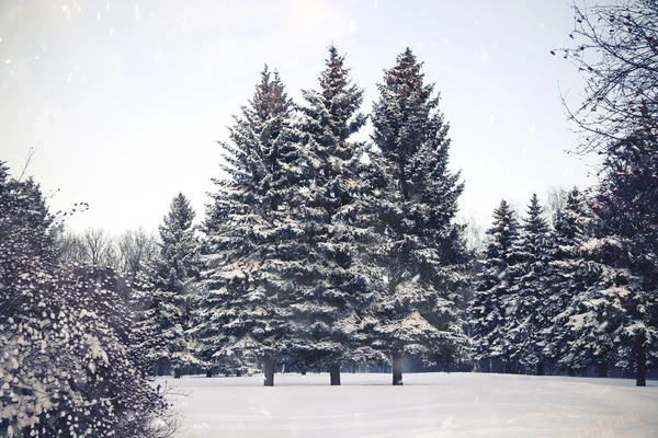 Christmas tree in the snow in the park, winter weather. Snow falls.