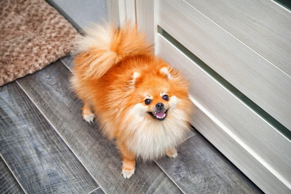 Beautiful pet dog standing on the floor in the apartment. Small dog breeds Spitz
