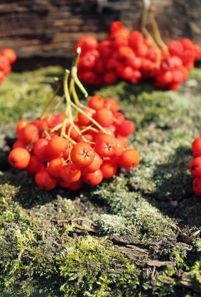 Bunch of rowan berries