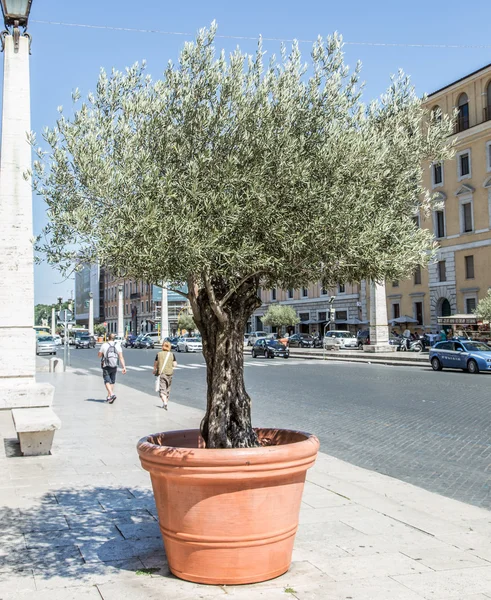 Olive tree in the pot on the street.