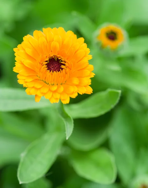 Calendula or marigold flower. Blurred green flowerbed on the bac