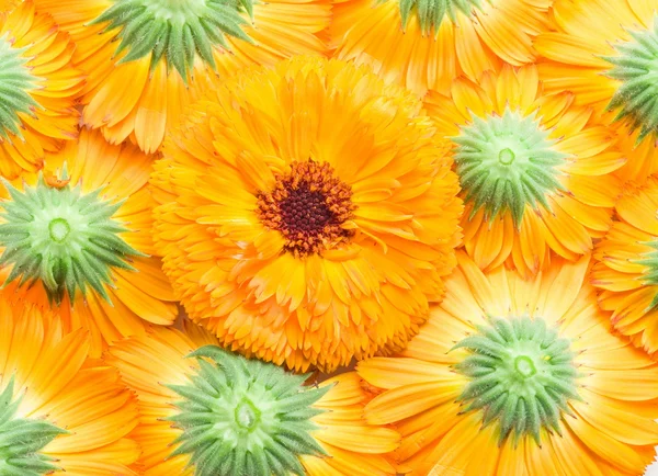 Orange calendula or marigold flower heads. Flower background.