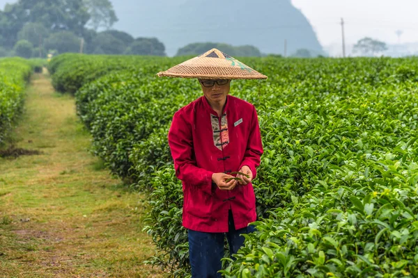 Traditional tea plantation at Guilin, China