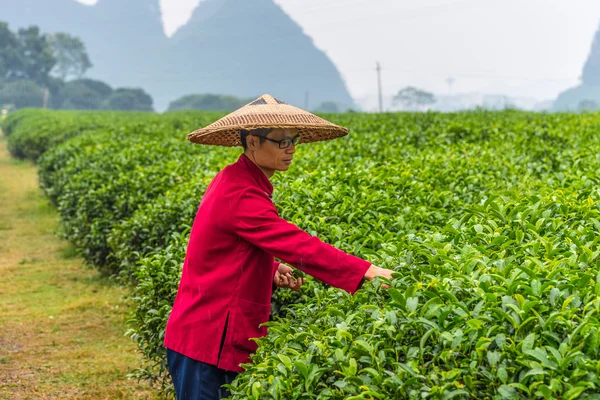 Traditional tea plantation at Guilin, China