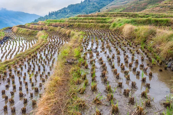 Rice paddies, China