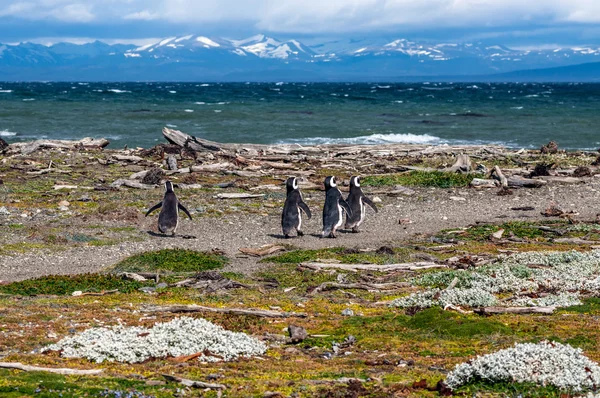 Magellanic penguins in natural environment - Seno Otway Penguin