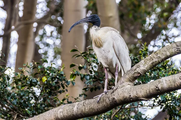 Ibis is sitting on a tree in Sydney park