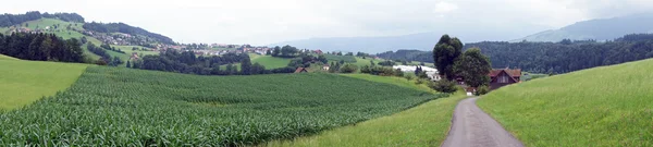 Corn field and road