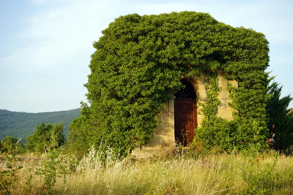 Old stone house and vine cover