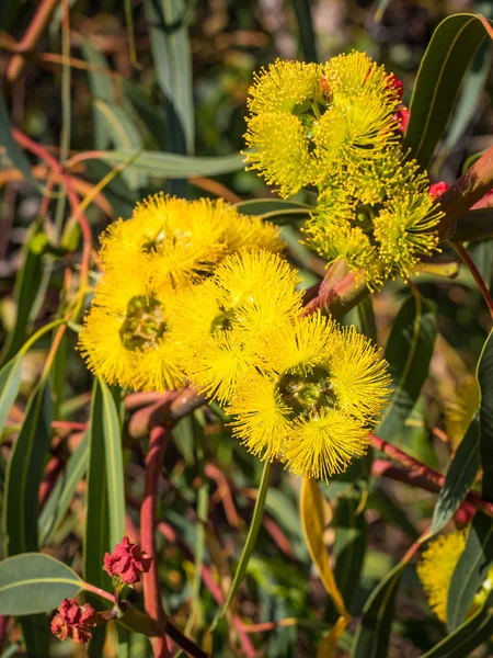 Red-Capped Gum Flowers