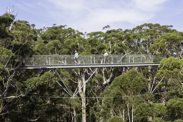 Tree Top Walk