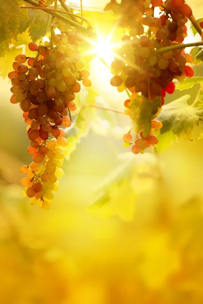 Art Ripe grapes on a vine with bright sun background. Vineyard h