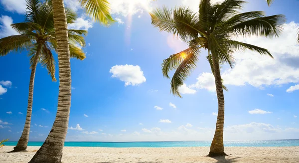 Art Untouched tropical beach in caribbean sea