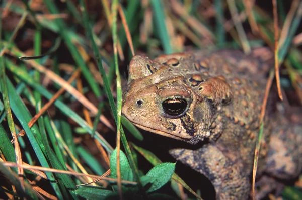 American Toad (Bufo americanus)