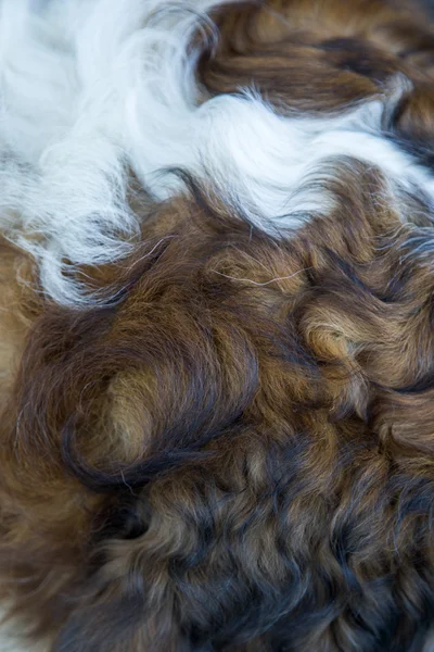 Curly dog hair