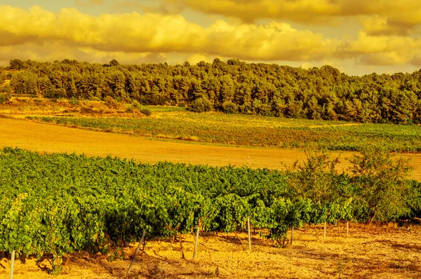 A vineyard in a mediterranean country at sunset