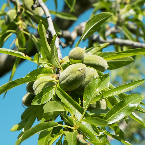 A branch of almond tree with some green almonds
