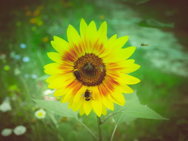 Retro look Sunflower flower