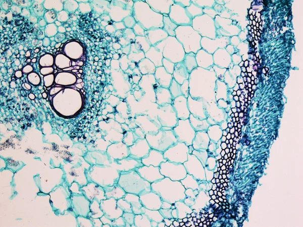 Cucurbita stem micrograph