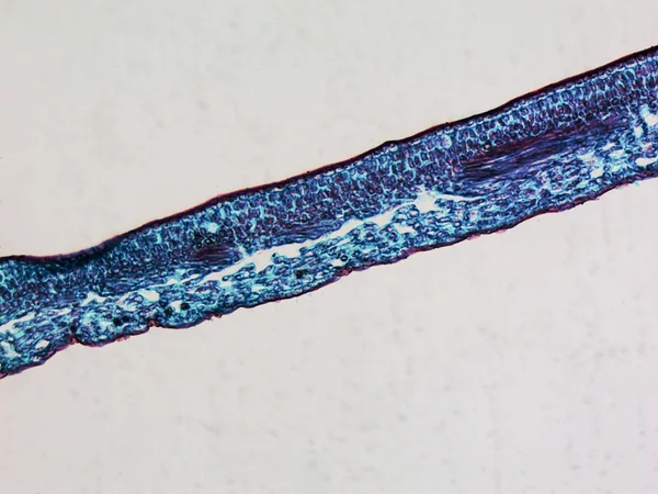 Leaf micrograph