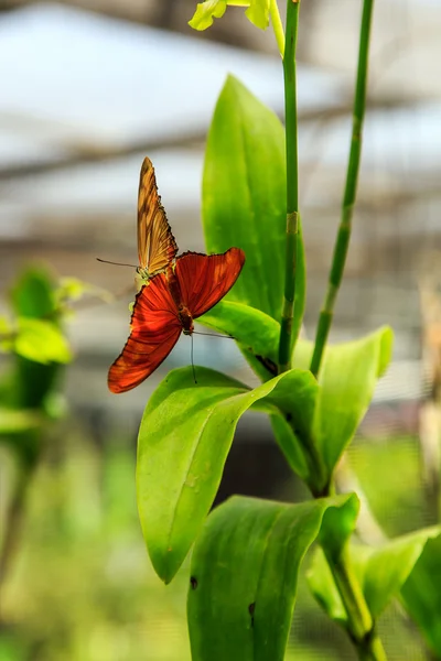 Two butterflies mating