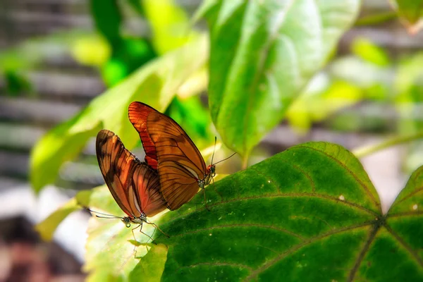 Two butterflies mating