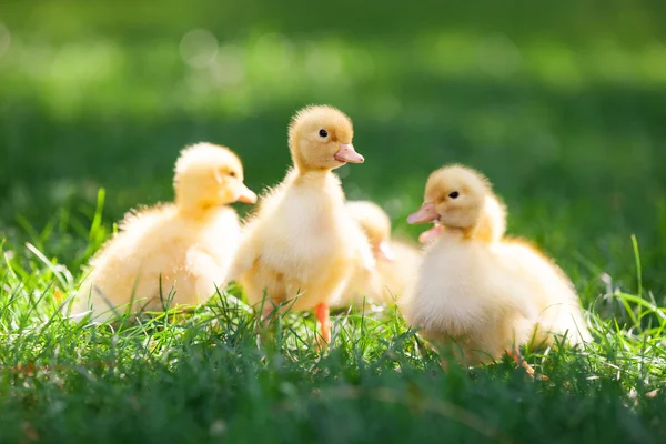 Little cute ducklings on green grass