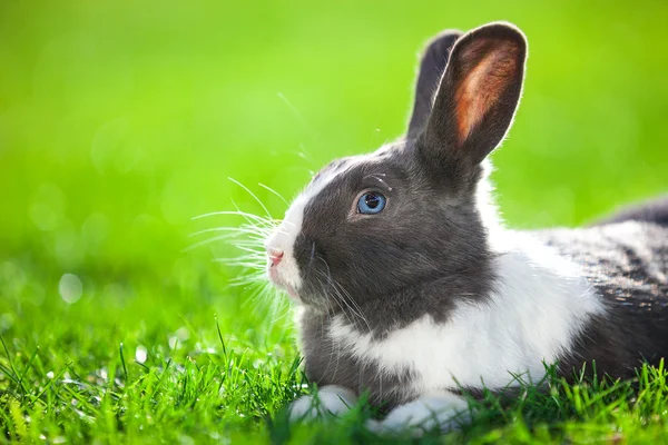 Close-up of pet rabbit