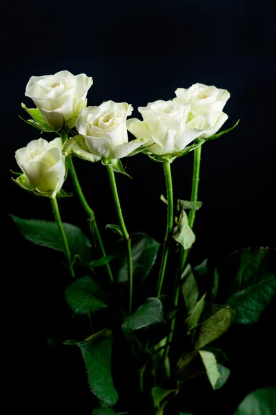 White flower shrub rose on a black background