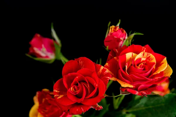 Orange-red flower shrub rose on a black background