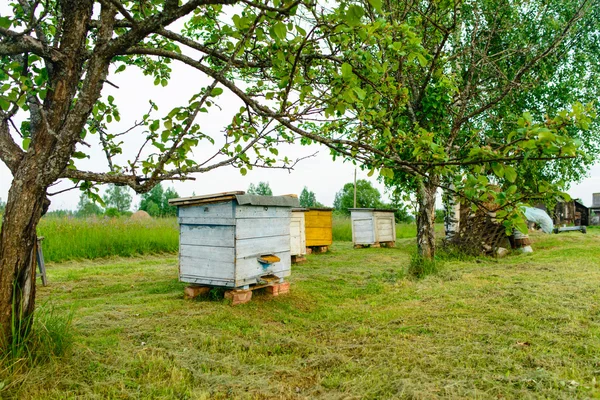 Honey bee hives in the garden