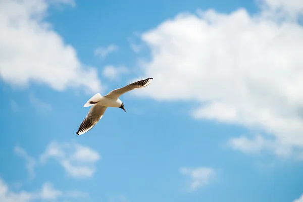 Seagull flies against the blue sky. Horizontal orientation with