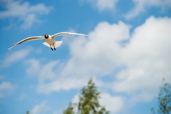 Seagull flies against the sky. Horizontal orientation with copy