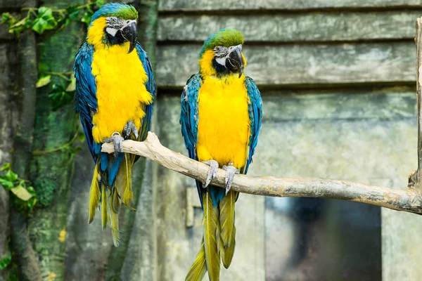 Pair of parrots, blue-and-yellow macaw (ara ararauna) sitting on