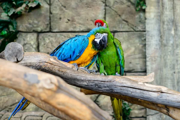 Green and blue and yellow parrots wash, grooming