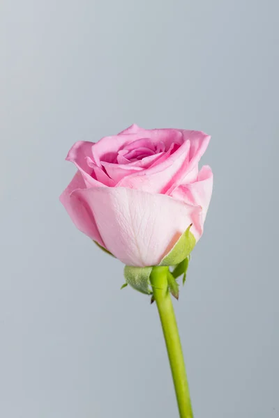 Pink rose (Aqua) on a gray background