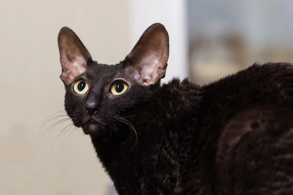 Beautiful stylish black cat. Animal portrait. Breed Cornish Rex.