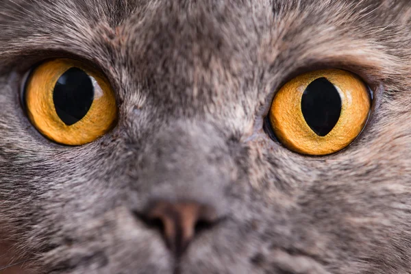 Close-up of orange eyes British Shorthair cat, 5 years old