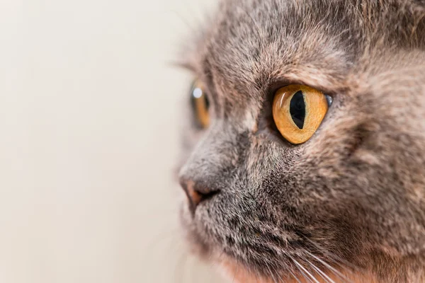 Close-up of orange eyes British Shorthair cat, 5 years old