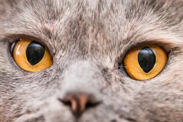 Close-up orange eyes of British Shorthair cat, 5 years old