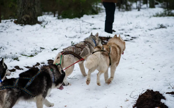 Dog team is running in the snow at sled dog race on snow in wint